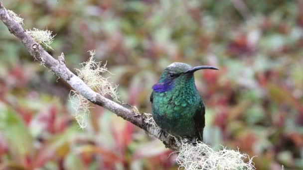 Costa Rica Birds Lesser Violetear Hummingbird Colibri Cyanotus Perched Perching — Stock video