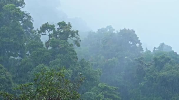 Heavy Rain Rainforest Misty Foggy Trees Raining Rainy Season Tropical — Stockvideo