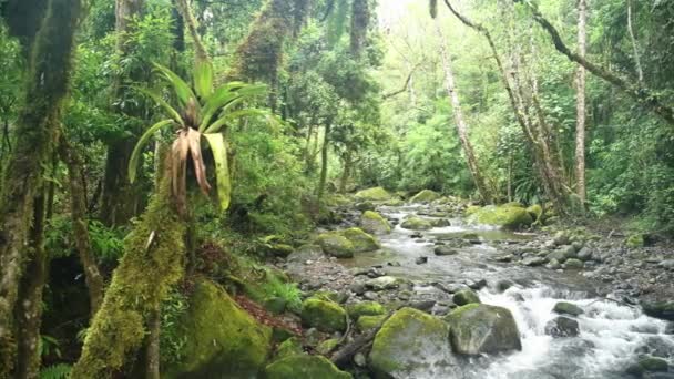 Bromeliad Tropical Plant Tree Rainforest River Scenery Costa Rica Beautiful — Vídeos de Stock