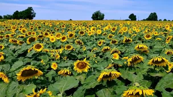 Panoramic View Sunflower Field — Wideo stockowe