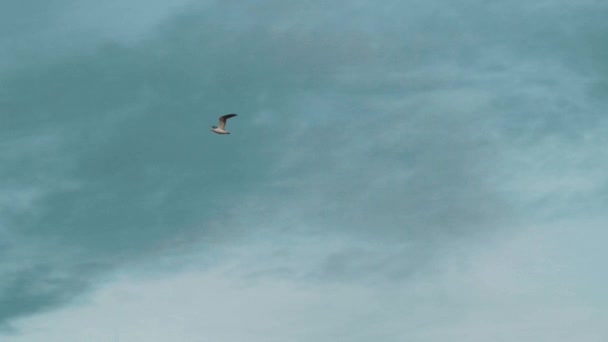 Pássaro Mar Está Voando Céu — Vídeo de Stock