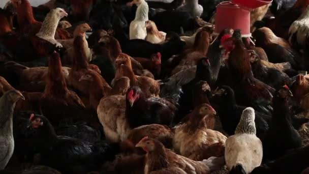 Kalabalık Bir Tavuk Çiftliği Bir Sürü Tavuk Küçük Bir Alanda — Stok video