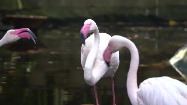 Eksotisk Større Flamingo Phoenicopterus Roseus Med Rosa Fjærdrakt Står Vanndammen – stockvideo