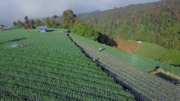 Drone Órbita Disparo Los Agricultores Rociando Pesticida Scallion Plantación Vegetal — Vídeos de Stock