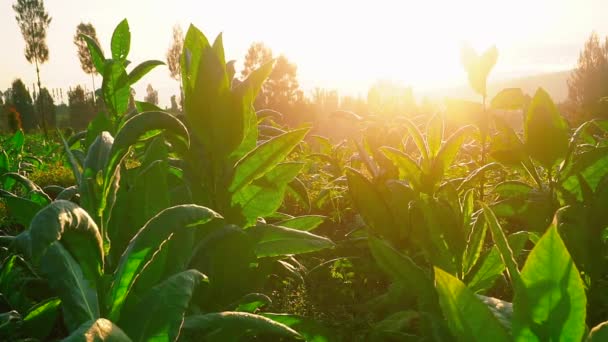 Gros Plan Des Feuilles Vertes Tobacco Plant Contre Lever Soleil — Video