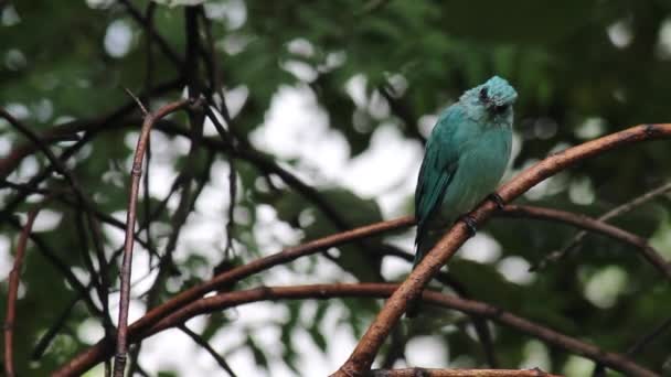 Kleiner Blauer Vogel Steht Auf Einem Ast Und Beobachtet Die — Stockvideo