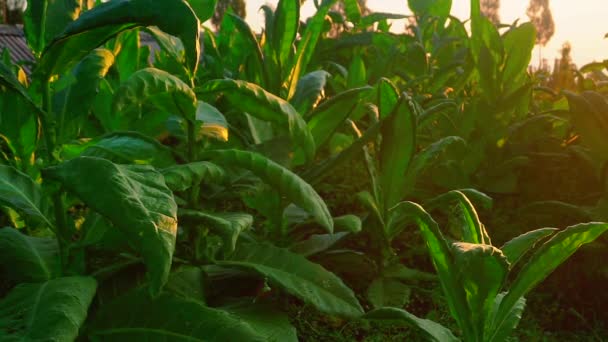 Gros Plan Plante Tabac Sur Plantation Tabac Avec Soleil Brille — Video