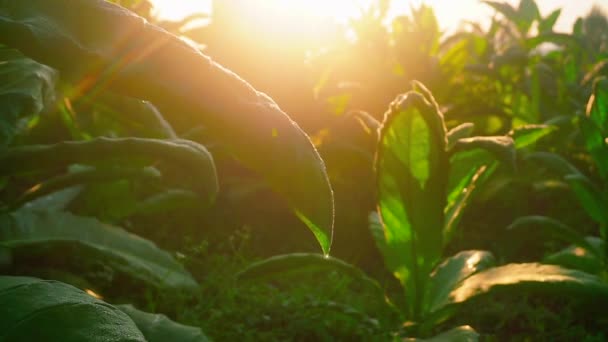 Gros Plan Des Feuilles Vertes Tobacco Plant Contre Lever Soleil — Video