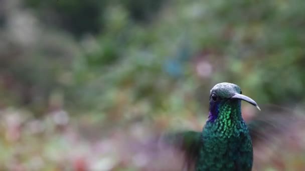 コスタリカ火山ハチドリ Selasphorus Flammula 空中を飛んでカメラを見て 飛行中のカラフルなエキゾチックな鳥 中米の野鳥の休日の休暇を見て — ストック動画