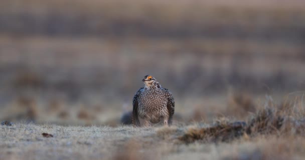 Fuoco Grouse Lek Attesa Che Concorrente Entri Nel Suo Territorio — Video Stock