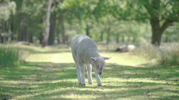 子羊は草の表面の道と木陰に立っています — ストック動画