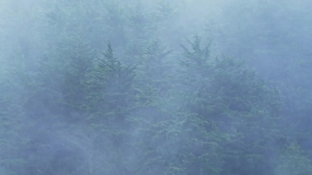 Heavy Rain Pine Trees Forest Landscape Misty Foggy Blue Scenery — Stock videók