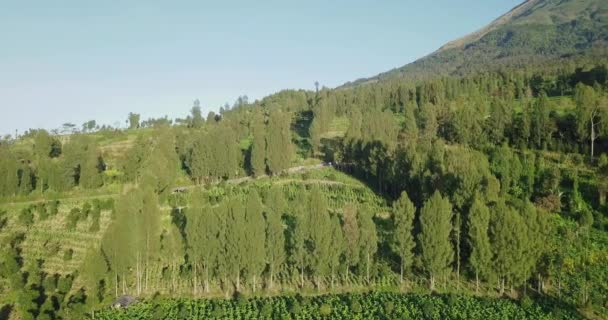 Fly Forward Drone Shot Tobacco Plantation Slope Mountain Blue Sky — Stock Video