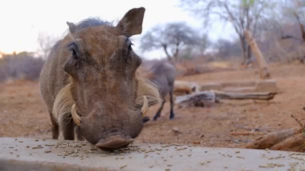 自然环境中的野猪正在吃石架和地面上的种子 — 图库视频影像