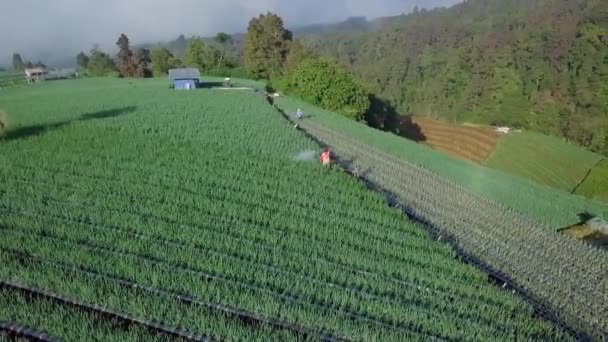 Bezienswaardigheid Drone Schot Van Boeren Spuiten Pesticide Scallion Plantaardige Plantation — Stockvideo