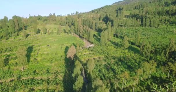 Voler Drone Avant Tourné Dessus Plantation Tobacco Sur Pente Montagne — Video