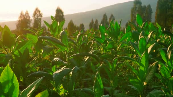 Крупный План Пышные Свежие Зеленые Листья Табака Завод Против Золотого — стоковое видео