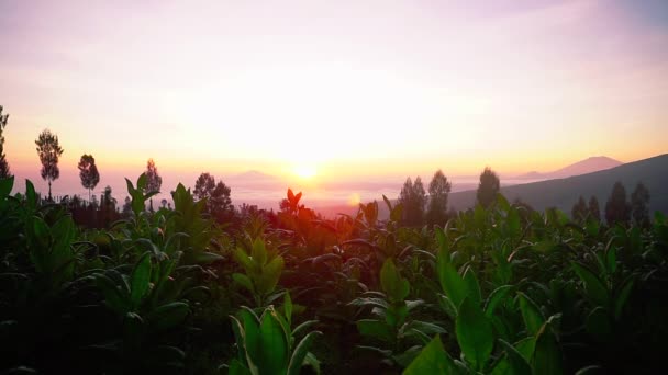 在金色日出时 在金色云彩前的烟草植物轮廓 背景中的山在清晨 红天的烟草种植园 — 图库视频影像