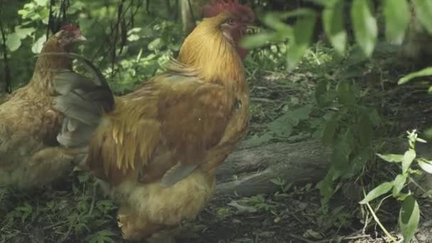 Wilde Kippen Het Bos Schaduw Beschermd Door Bosplanten — Stockvideo