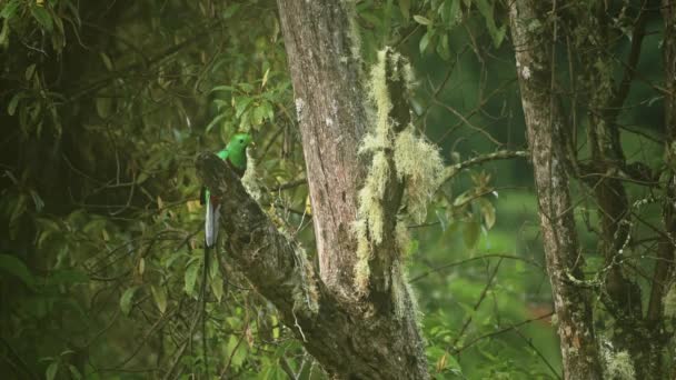 代表的なケツァル フォロラマカルスモチーノ 熱帯鳥とコスタリカ野生動物 アメイジンググリーン明るい色の鳥熱帯雨林の木の風景から飛んで 中央アメリカ — ストック動画