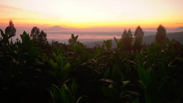 黄金の日の出で黄金の雲の前にタバコの植物のシルエット 早朝に背景に山のピーク タバコのプランテーション — ストック動画