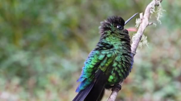 Costa Rica Fiery Throated Hummingbird Panterpe Insignis Chirping Making Noise — Stock videók