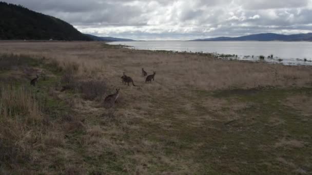 Lake George Kängurus Beobachten — Stockvideo