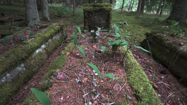 Espeluznantes Cementerios Abandonados Lituania Forest Wilderness — Vídeos de Stock