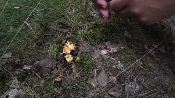 Mujer Caucásica Encuentra Recoge Hongos Frescos Comestibles Bosque Natural — Vídeo de stock