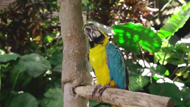 Primo Piano Pappagallo Colorato Piedi Giardino Pieno Piante Foglie — Video Stock