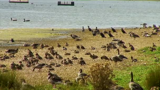 Gaggle Greylag Geese Congregating Drought Area Reservoir Rutland England — Stock Video