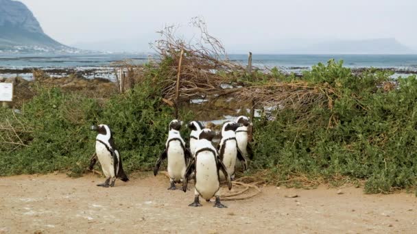 Gruppe Von Pinguinen Die Vom Strand Kommen Unentschlossen Welche Richtung — Stockvideo