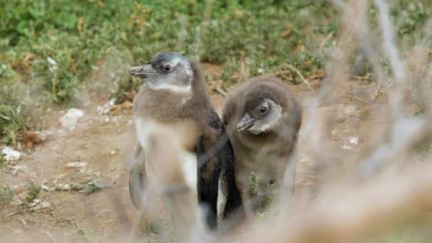 Birbirine Yakın Iki Tüy Döken Afrika Pengueni Yavrusu — Stok video