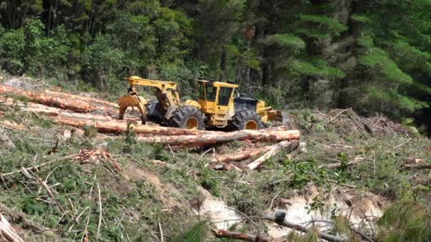 Heavy Machine Forest Skidder Sorting Large Logs Hydraulic Claw Clearcutting — Stock Video