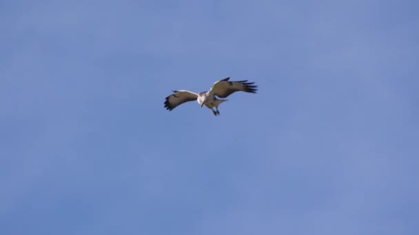 Buitre Revoloteando Cielo Mientras Observa Presa — Vídeos de Stock