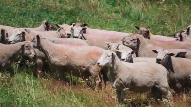 Güneşli Bir Günde Çimen Tarlasında Dikilen Yeni Tıraş Edilmiş Koyun — Stok video