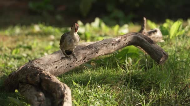 一只雄性啄木鸟在倒下的树枝上跳来跳去寻找食物 — 图库视频影像