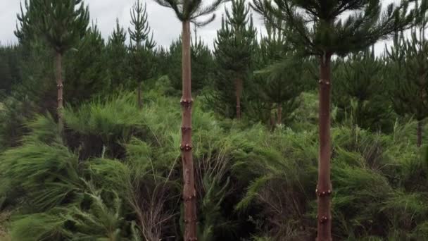 Отруєні Молоді Соснові Дерева Вічнозелених Засаджених Лісах Нової Зеландії — стокове відео