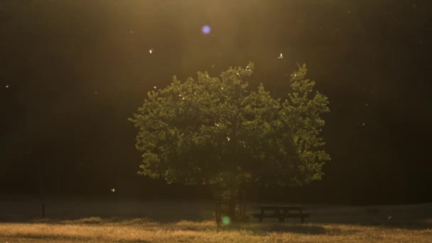 日没時に木の周りの飛行追跡昆虫のバーンツバメ — ストック動画
