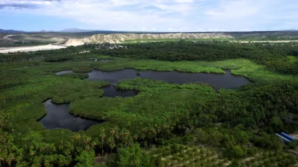 Drone Shot Lac Central Plantations Palmiers Dans Une Oasis Basse — Video