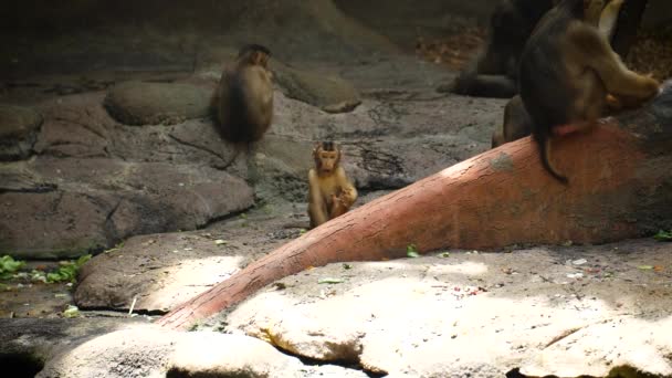 Baby Macaque Cleans Its Feet Family Zoo Enclosure Slow Motion — Stock Video