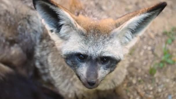 Entzückender Wüstenfenchel Fuchs Der Sich Sorgfältig Umsieht Aus Nächster Nähe — Stockvideo