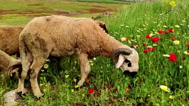 Due Arieti Pascolo Pascolo Verde Pecore Con Lana Bianca Viso — Video Stock