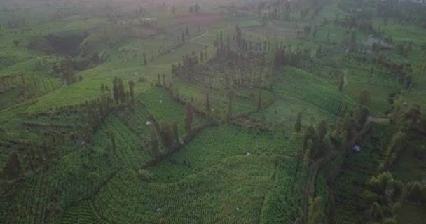 Przelot Lotniczy Nad Największą Plantacją Tytoniu Położoną Wzgórzach Temangung Indonezja — Wideo stockowe