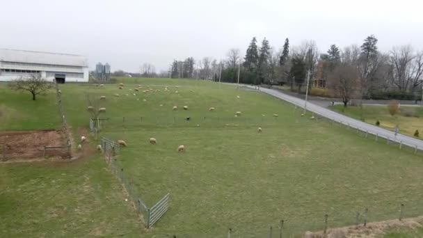 Herd Sheep Farm Pennsylvania Eating Away Gloomy Morning — Stock Video