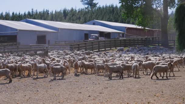 農場の建物の近くのフェンスで囲まれたパドックに立っている羊の群れ 砂の土壌 逃げる — ストック動画