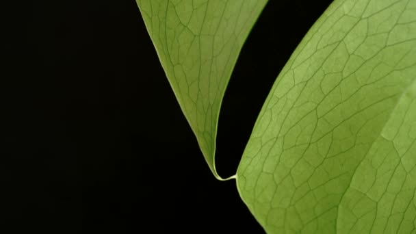 Marginal Monstera Grönt Blad Svart Bakgrund Närbild — Stockvideo