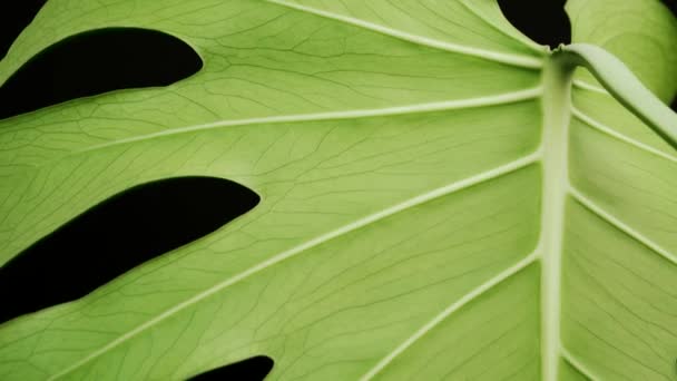 Feuille Verte Monstera Sur Fond Noir Incliner Vers Bas Fermer — Video