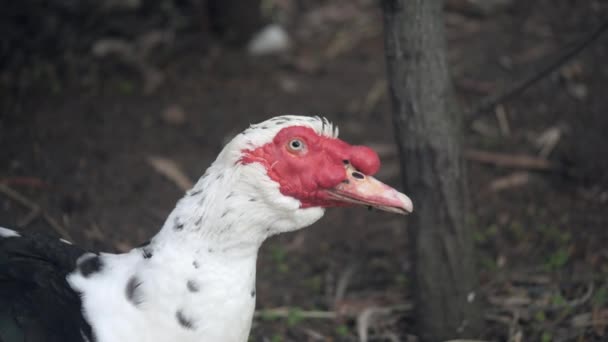 Slow Motion Czerwono Faced Muscovy Duck Przenosząc Głowę Zewnątrz — Wideo stockowe