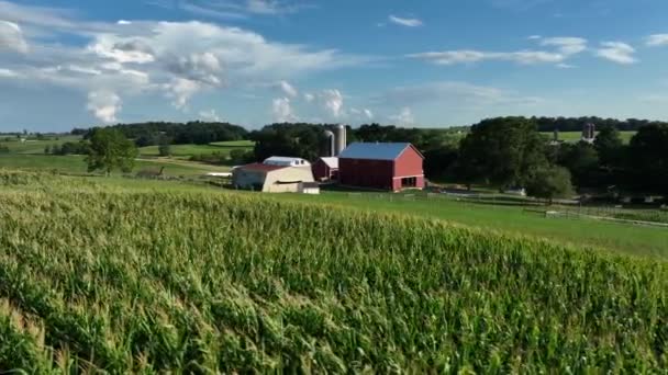 Antenne Über Maisfeldern Grünes Ackerland Rote Scheune Und Familienfarm Den — Stockvideo